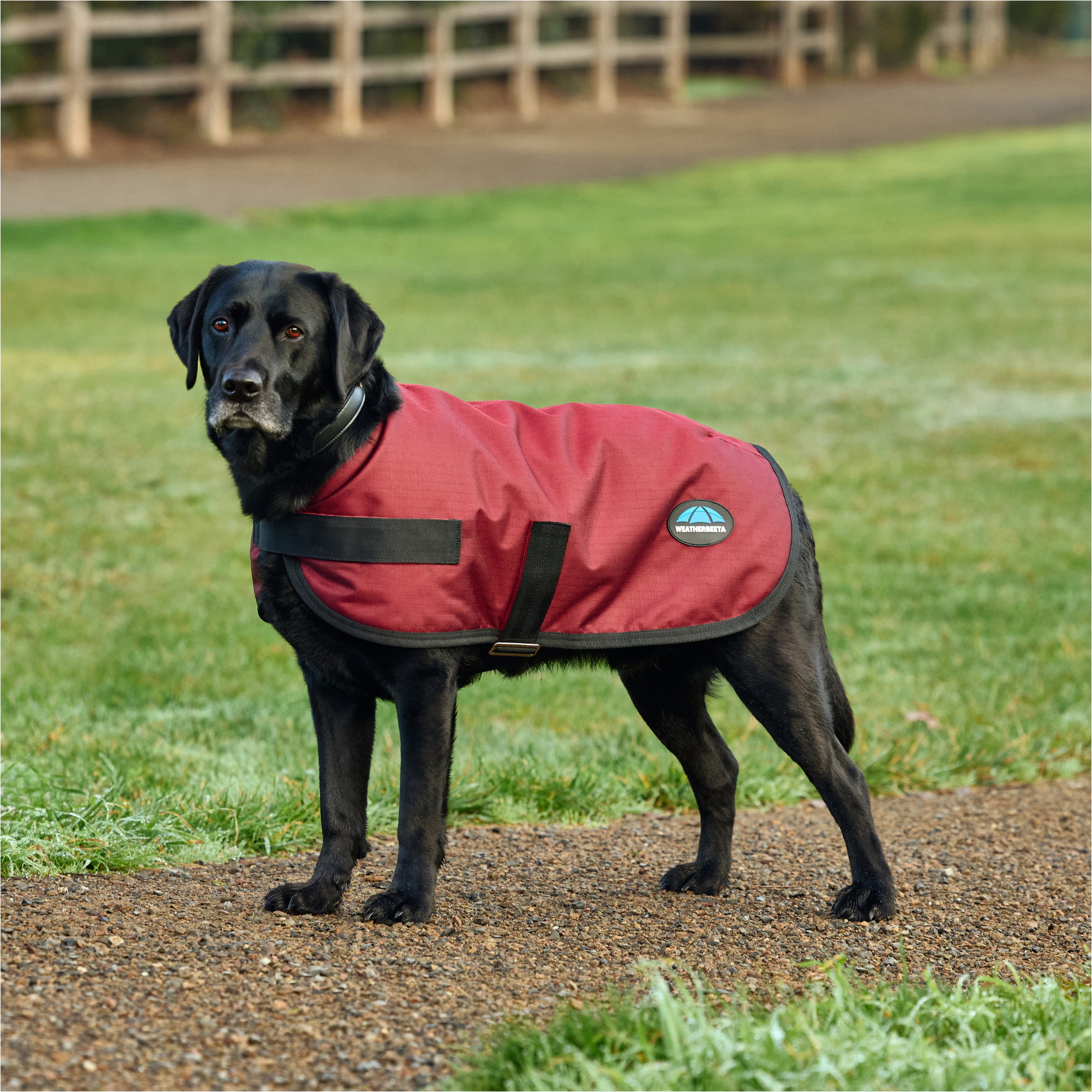 2025 Weatherbeeta Comfitec Classic Waterproof Dog Coat 1029048 - Burgundy